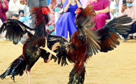 Andhra Pradesh: Cockfighting and Illegal Betting Continue During Sankranti Despite High Court Ban