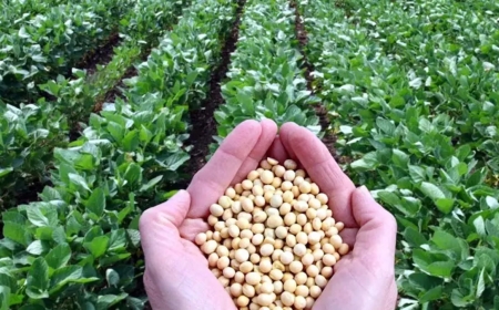 ₹200 crore to be transferred to 1.17 lakh farmers under Soyabean Bhavantar Yojana