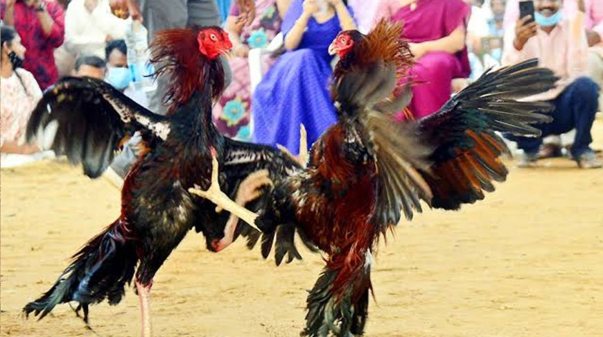 Andhra Pradesh: Cockfighting and Illegal Betting Continue During Sankranti Despite High Court Ban