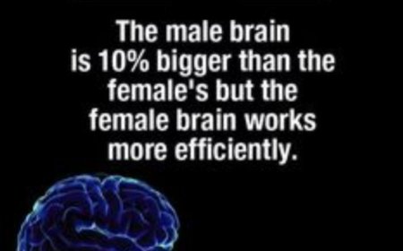 The male brain is 10% bigger than the female's but the female brain works more efficiently.