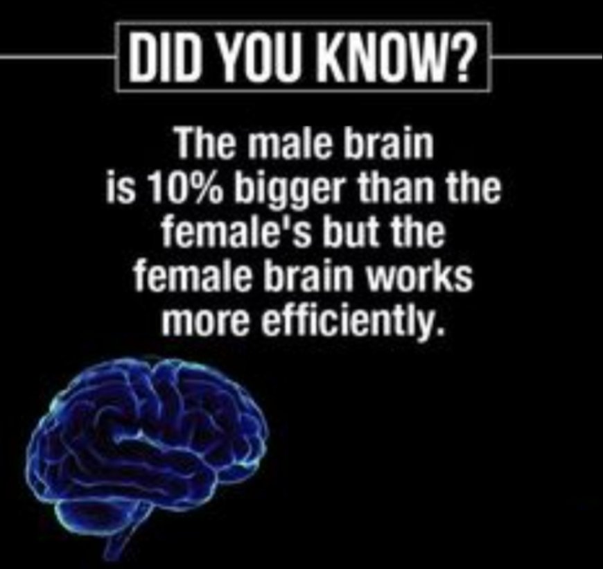 The male brain is 10% bigger than the female's but the female brain works more efficiently.