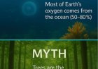 Where Does Oxygen Come From? – A Brief Description