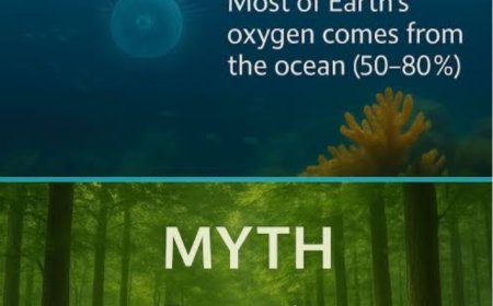 Where Does Oxygen Come From? – A Brief Description