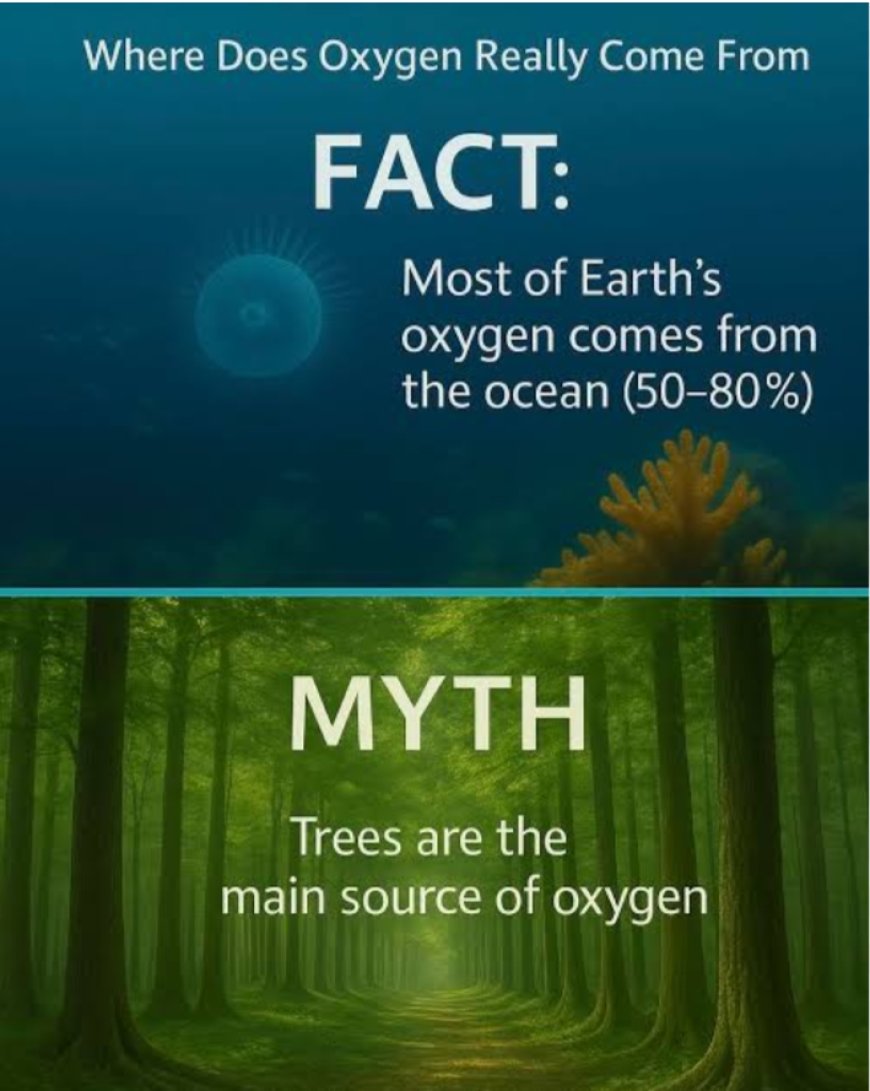 Where Does Oxygen Come From? – A Brief Description